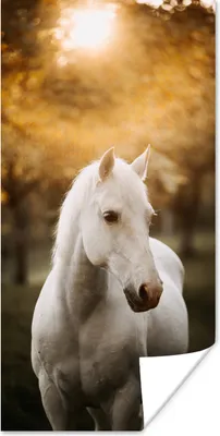 Produktbild von MuchoWow® Poster Pferd - Sonne - Herbst - Tiere - Natur 20x40 cm - Plakat - Foto