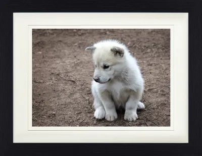 Produktbild von Hunde Gerahmtes Bild Mit Edlem Passepartout | Wand-Bilder | Im Bilderrahmen - Süßes Grönland-Hundebaby (30 x 40 cm)
