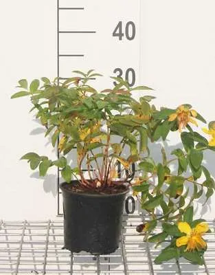 Zdjęcie produktu dla Hypericum hybr. 'Hidcote' - Dziurawiec 25- 30 cm Pojemnik