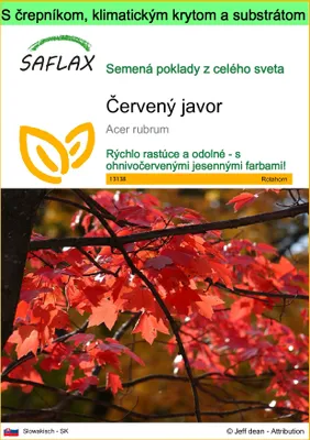 Obrázok produktu pre SAFLAX Garden to go - červený javor - Acer rubrum - 20 Semená - S črepníkom, klimatickým vekom a pestovateľským substrátom