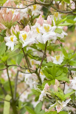 Produktbild von Rhododendron luteum 'Persil', gelb-weiß, 30–40 cm
