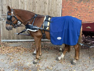 Produktbild von Esposita Fahrdecke Nierendecke - Fahrnierendecke aus Fleece - Navy Blau Pony