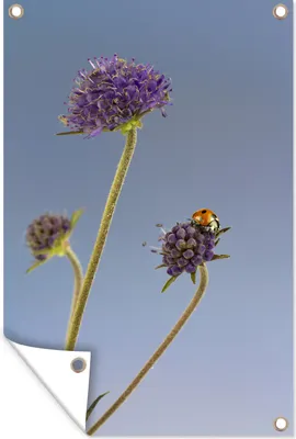 Produktbild von MuchoWow® 60x90 cm Outdoor-Poster Gartendeko Sichtschutz Garten Poster für den Garten  Marienkäfer auf Blume blauer Himmel