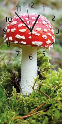 Produktbild von Wallario Design Wanduhr Fliegenpilz im Wald aus Echtglas, Größe 30 x 60 cm