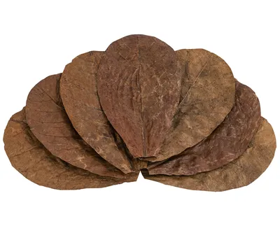 Produktbild von Dehner Aqua Fischfutter, Catappa-Blätter, 10 Stück