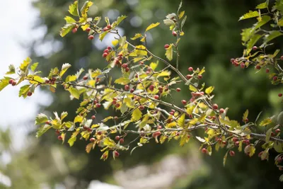 A close-up of a branch with green leaves and small red berries.