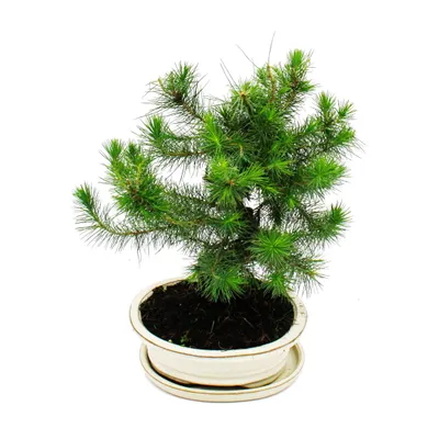 Zdjęcie produktu dla Bonsai - Pinus halepensis - Sosna Aleppo - ok. 9 lat