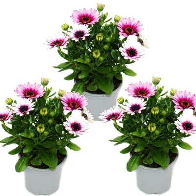 Obrázok produktu pre Cape basket – Osteospermum ecklonis – kvetináč 11 cm – sada 3 rastlín – ružová