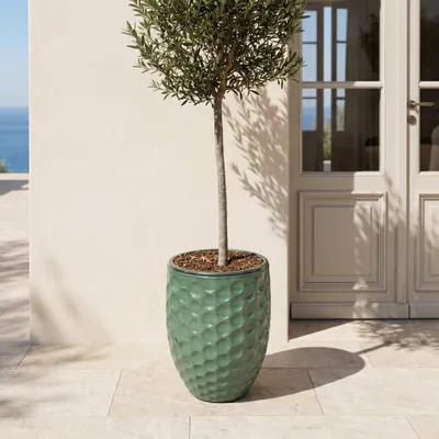 Produktbild von Provencelia Olivenbaum im Keramik Pflanzkübel MEROVEE Jadegrün, Ø42 x H55 cm, Olea europaea, mit schlankem Stamm, lebendige Pflanze, Mediterran, Outdo