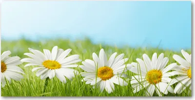 Produktbild von Tulup Glas-Bild -140x70- Wandkunst Dekorative Wand für Küche & Wohnzimmer - Blumen & Pflanzen - Gänseblümchen - Grün