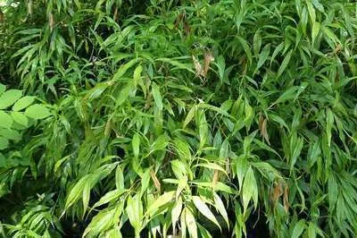 Obrázok produktu pre Sarcococca saligna - Slimeberry 20- 30 cm - Kontajner