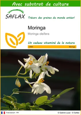 Image de SAFLAX  - Moringa - 10 graines - Avec substrat - Moringa