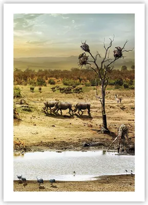 Produktbild von Poster - Poster ohne Rahmen - Safari Tiere - 50x70 cm - Wand Bild - Wanddeko - Wandbilder - Kunstposter - Wandposter - Bilder - Kunstdruck - Wanddekoration - Wandbild - P2XPA50x70-3880