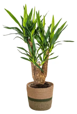 Produktbild von Yucca Elephantipes verzweigt mit Korb - 60-70cm - Ø21cm - Zimmerpflanze - Immergrün