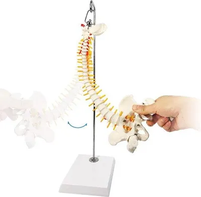 Zdjęcie produktu dla Miniaturowy model anatomiczny kręgosłupa 15,5 cala - Elastyczny model kręgosłupa z nerwami rdzeniowymi i krążkami międzykręgowymi