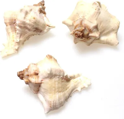 Produktbild von 1kg echte Muscheln natur weiß white Mulli Schnecke ca. 10-30 St maritim Meer Deko