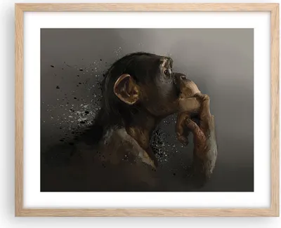 Produktbild von Gerahmtes Poster - Rahmen in heller Eiche - Schimpanse Porträt Grafik - 50x40 cm - Wand Bild - Wanddeko - Wandbilder - Kunstposter - Wandposter - Bilderrahmen - Bilder - Kunstdruck - P2NAA50x40-4676