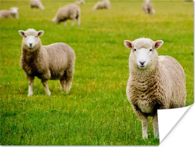 Produktbild von MuchoWow® Poster Schafe - Schafsfell - Gras 120x90 cm - Wandbild