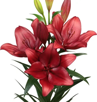 Immagine prodotto di Lilium Lilia asiatica Vuelta 1 pz. Lilii bulbi di giglio bulbi