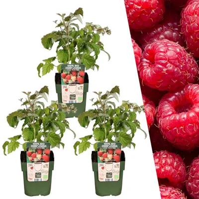 Image de Plants by Frank | 3 Plants de groseilles à maquereau| Groseilles à maquereau biologiques | Plantes fruitières rustiques | Pour jardin et balcon | Plantes de jardin