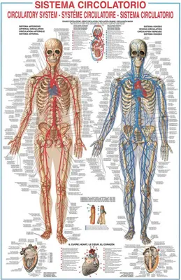 Produktbild von Poster - Educational - Bildung - Circulatory System Adern Venen Kreislauf des Menschen