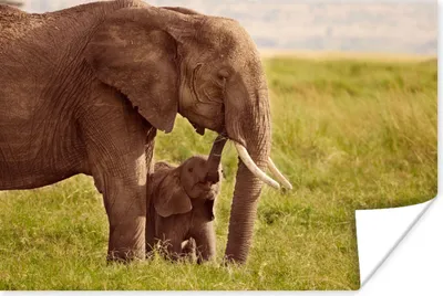 Produktbild von MuchoWow® Poster Elefant - Gras - Jung - Rüssel 120x80 cm - Bilder