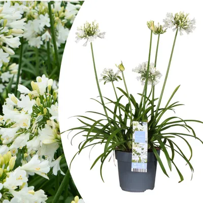 Image de Agapanthe 'Everwhite' - 40-80cm - Ø19-23cm - Plante de jardin