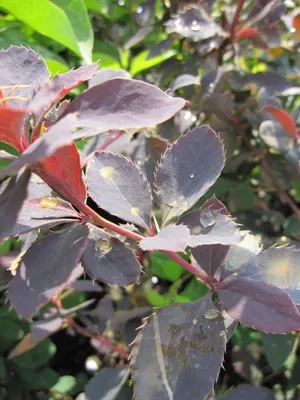 Produktbild von Berberis vulgaris - Gewöhnliche Berberitze - Sauerdorn - Essigbeere