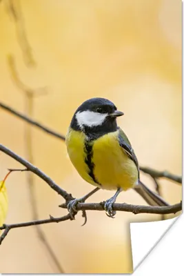 Produktbild von MuchoWow® Poster Kohlmeise - Zweig - Vogel - Tiere 80x120 cm - Papierdruck