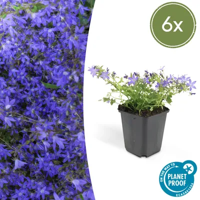 Immagine prodotto di Pianta per giardino roccioso - Campanula - Campanula poscharskyana 'Stella' - Vaso da 9 cm - Set da 6 piante