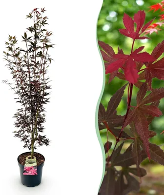 Zdjęcie produktu dla Acer palmatum Skeeters Broom - klon japoński - liściasty - czerwony - 80-90cm - Ø26cm - Roślina ogrodowa