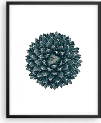 Produktbild von Gerahmtes Poster - Schwarzer Rahmen - Agave Königin Victoria - 40x50 cm - Wand Bild - Wanddeko - Wandbilder - Kunstposter - Wandposter - Bilderrahmen - Bilder - Kunstdruck - Wandbild - P2BPA40x50-4129