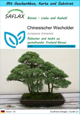 Produktbild von SAFLAX - Geschenk Set - Bonsai - Chinesischer Wacholder - 30 Samen - Mit Geschenk- / Versandbox, Versandaufkleber, Geschenkkarte und Anzuchtsubstrat - Juniperus chinensis