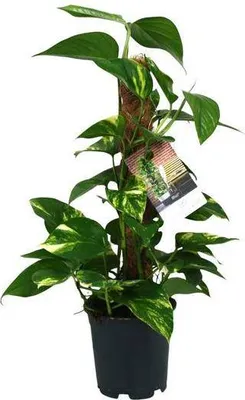 Immagine prodotto di Edera rampicante (Scindapsus Epipremnum) Ø15 cm ↕50 cm Pianta rampicante Pianta da appartamento