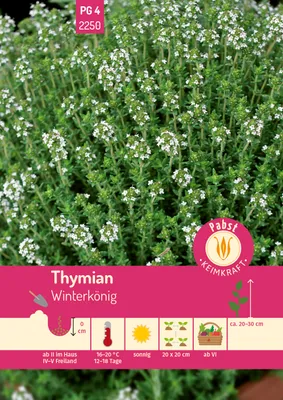 Produktbild von Pabst Keimkraft - Thymian Winterkönig Samen - 172250