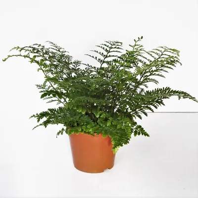 Immagine prodotto di Asplenium 'Parvati' ca. 15 cm - Felce nido - Felce striata - Pianta verde