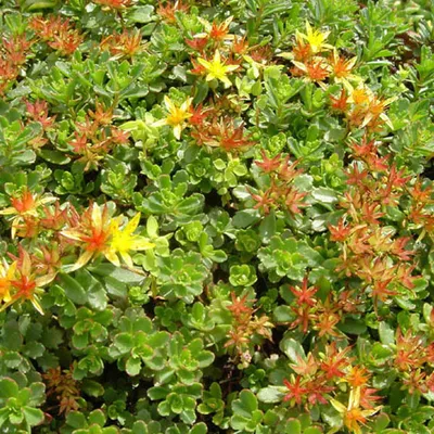 Obrázok produktu pre 6 x rozchodník múrny  - Sedum floriferum 'Weihenstephaner Gold'  | Kvetináč 9 cm x 9 cm