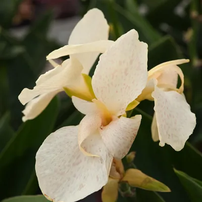 Immagine prodotto di Canna Kanna Paciorecznik Fantasy 1 pezzo di talea di canna