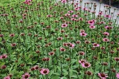 Produktbild von 6 x Echinacea purp. 'Little Magnus'® - Sonnenhut - Topf 9 x 9 cm