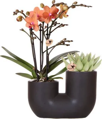 Image de Orchidée Bolzano Orange & succulente Miranda dans un pot décoratif noir Ø9cm