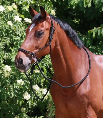 Produktbild von Waldhausen Knotenhalfter mit Zügel Schwarz Pony