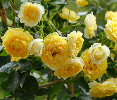 Produktbild von Dehner Zwerg-Kletterrose Starlet® Elida®, Züchter Tantau, gelb-farbene Blüten, gefüllt und duftend, 60-80 cm exkl. Pflanztopf, Topfware