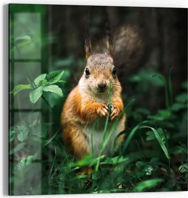 Produktbild von DEQOART Glasbild Echtglas 30x30 cm 'Knabberkünstler' Wandbild Bild modern Deko