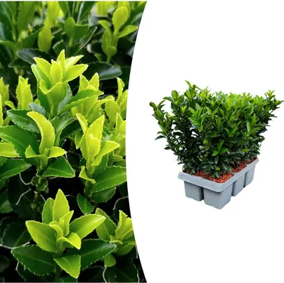 Zdjęcie produktu dla Euonymus 'Green Spire' | 6 roślin - 15cm - Ø7cm