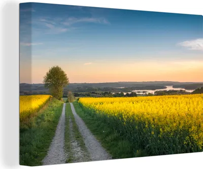 Produktbild von OneMillionCanvasses® - Leinwandbilder - 140x90 cm, Rapsfeld in Jütland, Dänemark, Wandbilder Kunstdruck Wanddekoration