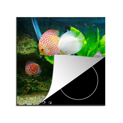 Produktbild von KitchenYeah© Herdabdeckplatte Fische in einem Aquarium , 78x78cm, Küche Deko, Glaskeramikkochfeld Herdabdeckung, Abdeckplatte fùr Kochfeld