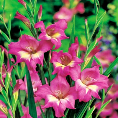 Produktbild von Gladiole Gladiolus Gladiolen Zwiebeln Gladiole Siegwurze Nanus Charm 5 St.