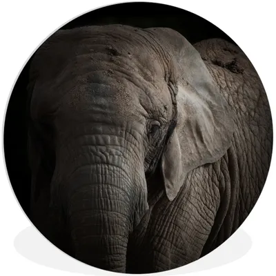 Produktbild von MuchoWow® Rundes Wandbild - Runde Bilder Elefant - Porträt - Tiere - Schwarz Ø 90 cm Kreis Wanddekoration Kunststoff - Wandkreis - Wandschmuck - Wand-Kreis - Wohnzimmer - Bild - Runde - Wanddeko - Dibond - Kunstdrucke