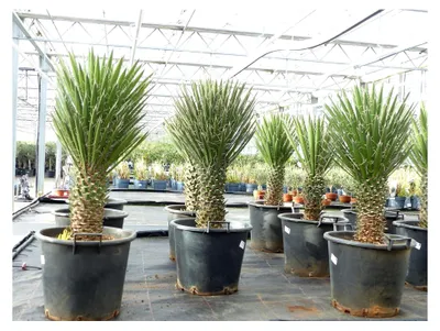 Produktbild von Yucca Filifera, 70-90 cm hoch, 20-30 cm Stamm, winterhart bis -13 Grad