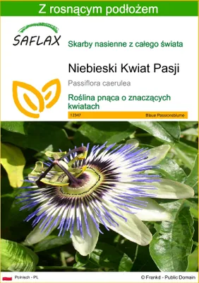 Zdjęcie produktu dla SAFLAX - Niebieski Kwiat Pasji - 25 Nasiona - Z podłożem uprawowym wolnym od zarazków - Passiflora caerulea